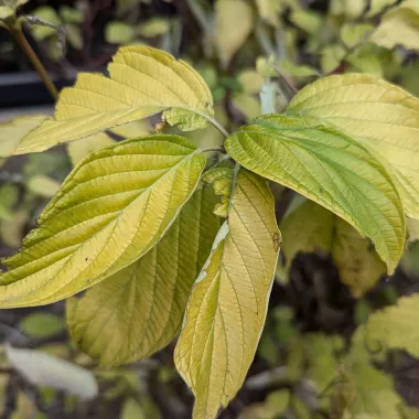 Garden Glow™ Dogwood Leaf in the Fall