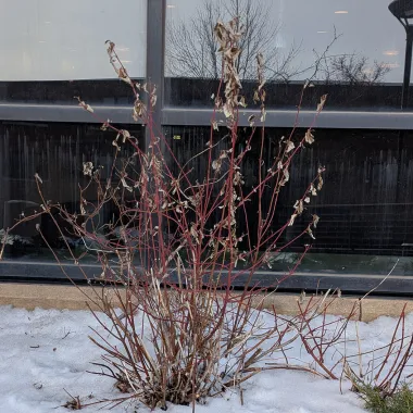 Garden Glow™ Dogwood Shrub in the Winter