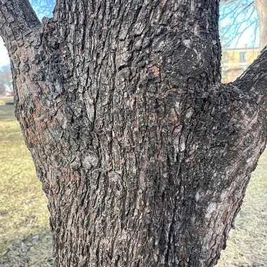 Snow Mantle® Gray Dogwood bark