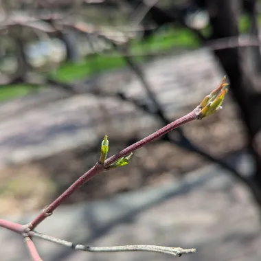 Snow Mantle® Gray Dogwood bud