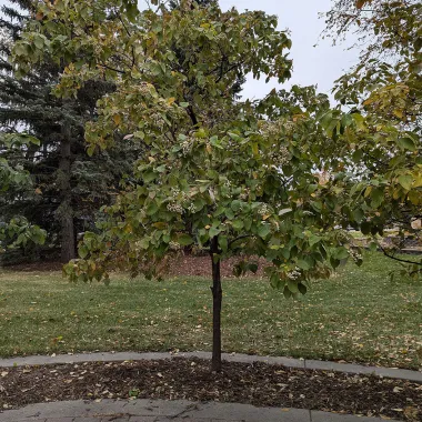 Snow Mantle® Gray Dogwood shrub in the fall