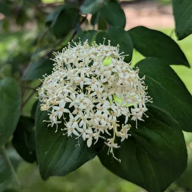 Snow Mantle® Gray Dogwood flower