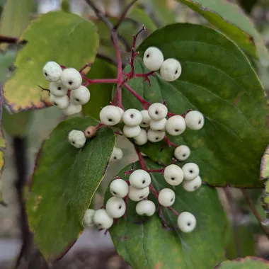 Snow Mantle® Gray Dogwood fruit