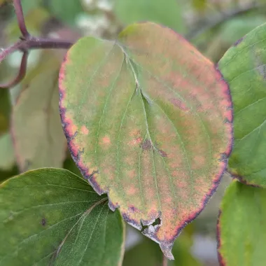 Snow Mantle® Gray Dogwood leaf in the fall