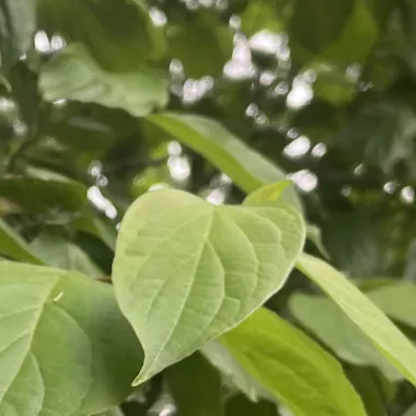 Snow Mantle® Gray Dogwood leaf in the summer