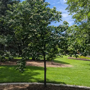 Snow Mantle® Gray Dogwood shrub in the summer