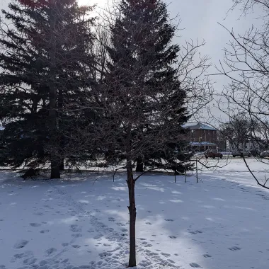 Snow Mantle® Gray Dogwood shrub in the winter