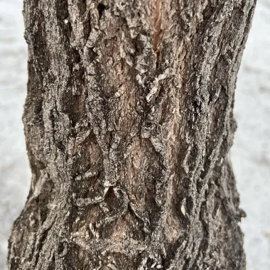 Prairie Radiance® Winterberry Euonymus Bark