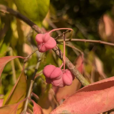 Prairie Radiance® Winterberry Euonymus Fruit