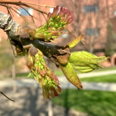 Green Ash Flower