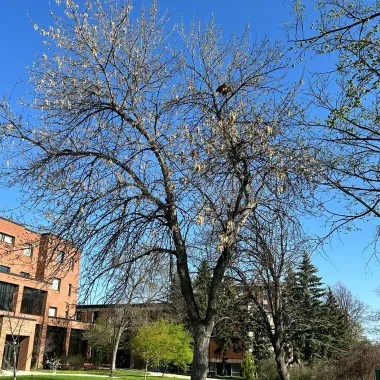 Green Ash Tree in the Spring
