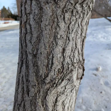 Ginkgo Tree Bark