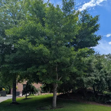 Ginkgo Tree in the Summer