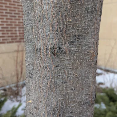 Northern Acclaim® Thornless Honeylocust Bark