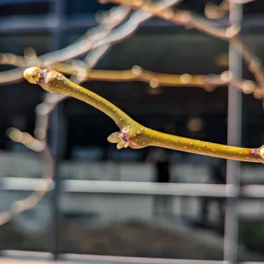 Northern Acclaim® Thornless Honeylocust Bud