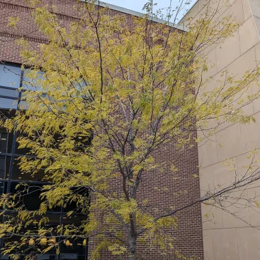 Northern Acclaim® Thornless Honeylocust in the Fall