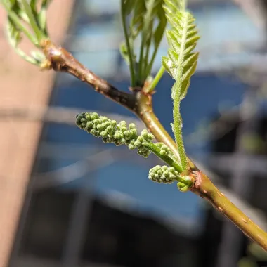 Northern Acclaim® Thornless Honeylocust Flower