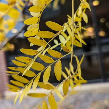 Northern Acclaim® Thornless Honeylocust Leaf in the Fall