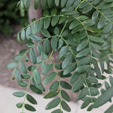 Northern Acclaim® Thornless Honeylocust Leaf in the Summer