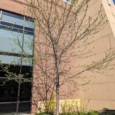 Northern Acclaim® Thornless Honeylocust in the Spring