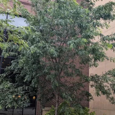 Northern Acclaim® Thornless Honeylocust in the Summer