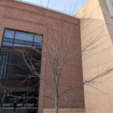 Northern Acclaim® Thornless Honeylocust in the Winter