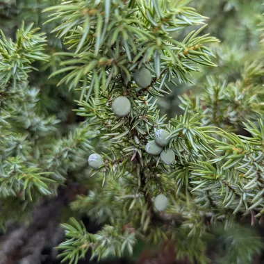 Common Juniper Fruit