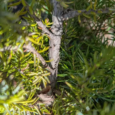 Common Juniper Bark