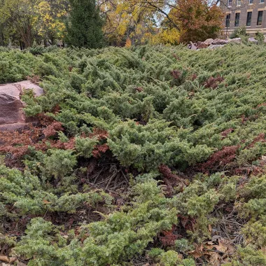 Common Juniper Shrub in the Fall