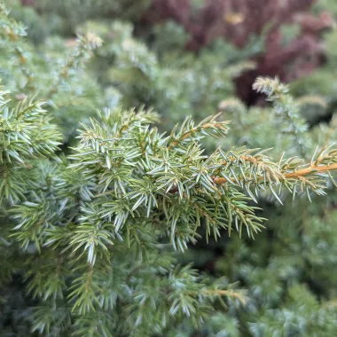 Common Juniper Leaf in the Fall