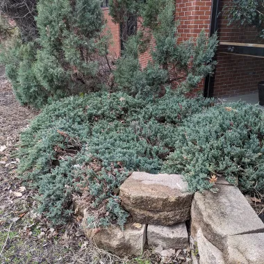Creeping Juniper Shrub in the Spring