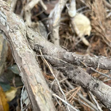 Savin Juniper Bark
