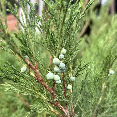 Savin Juniper Fruit