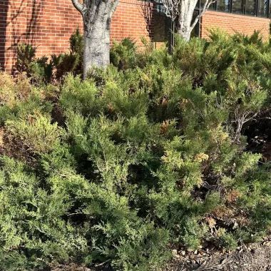 Savin Juniper Shrub in the Spring