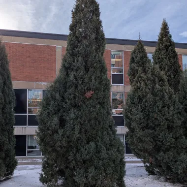 Medora Juniper Tree in Winter