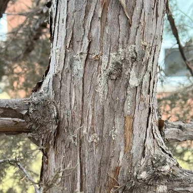 Eastern Red Cedar Bark