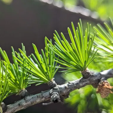 European Larch Needles