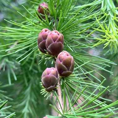 American Larch Tree Fruit