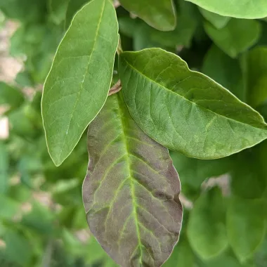 Star Magnolia Leaf in the Summer