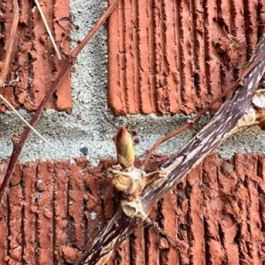 Boston-ivy Bud