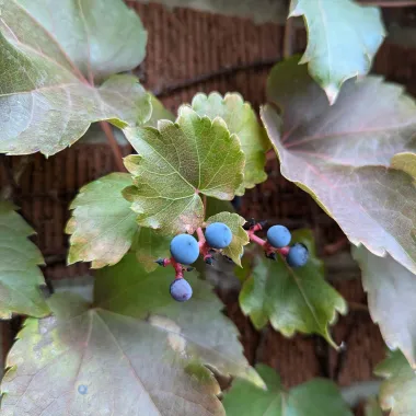 Boston-ivy Fruit