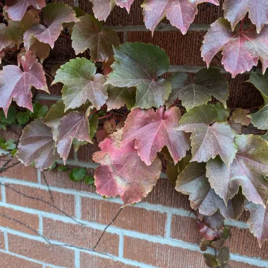 Boston-ivy Leaf in the Fall