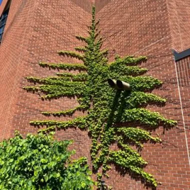 Boston-ivy Vine in the Spring