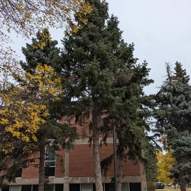 Colorado Spruce Tree in Fall