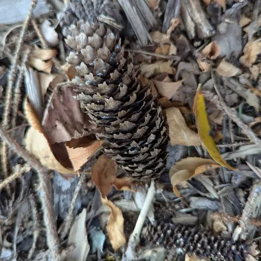 Colorado Spruce Fruit