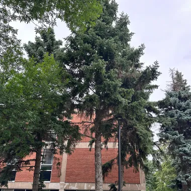 Colorado (Blue) Spruce tree on NDSU Campus
