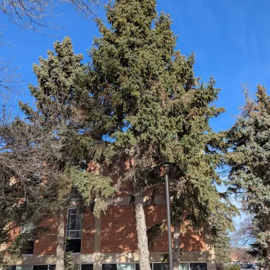 Colorado Spruce Tree in Winter