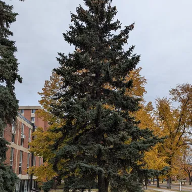 Colorado Blue Spruce Tree in Fall