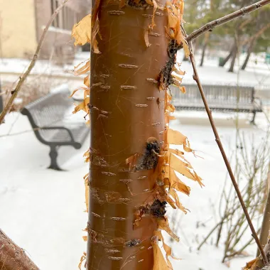 Amur Chokecherrry Bark