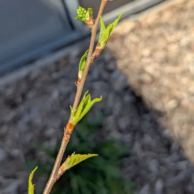 Amur Chokecherrry Bud